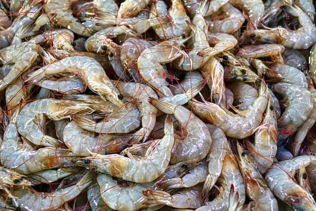 Buying Gulf Shrimp: Fresh, Frozen, Sizes, and Keeping Them Cold