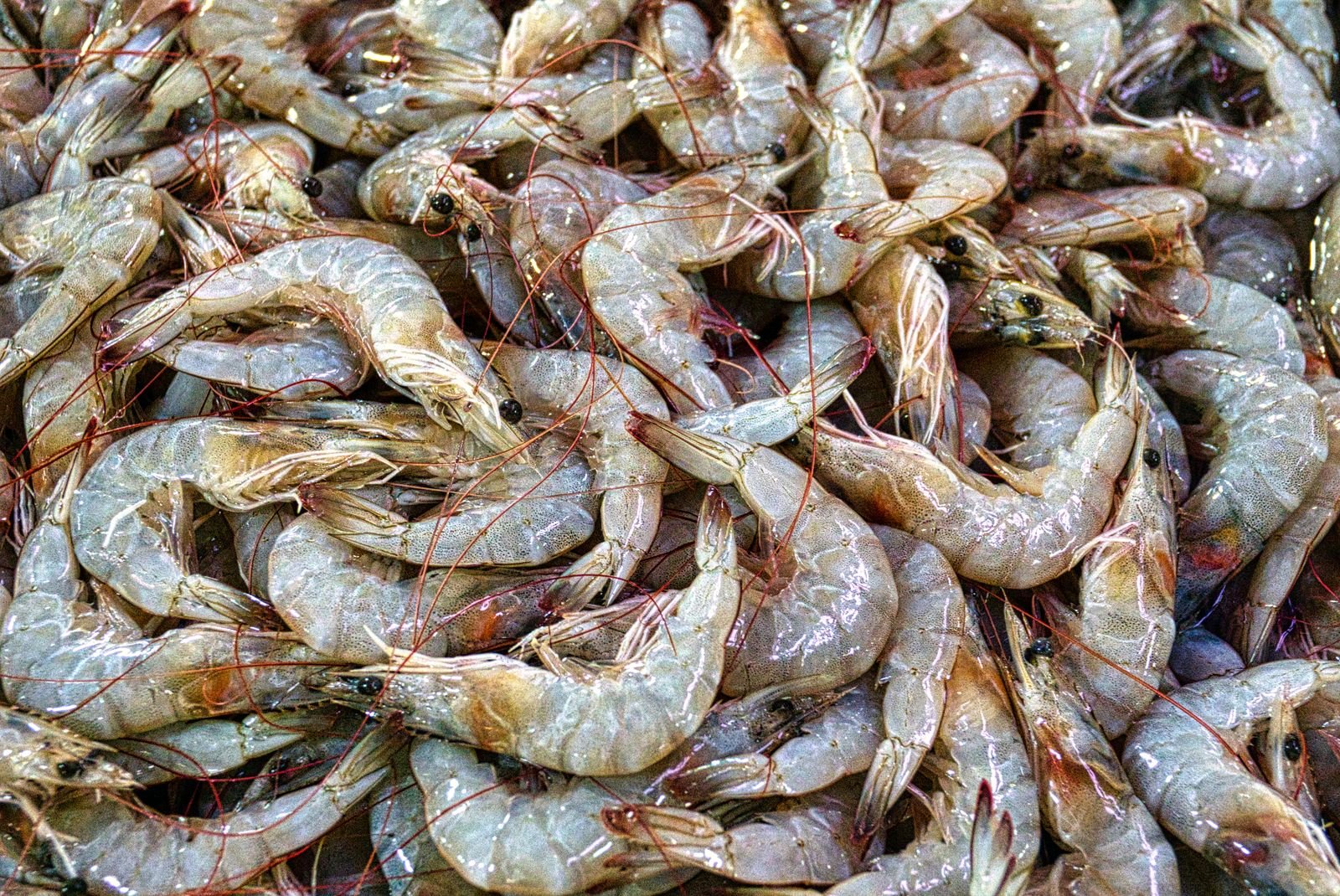 Buying Gulf Shrimp: Fresh, Frozen, Sizes, and Keeping Them Cold