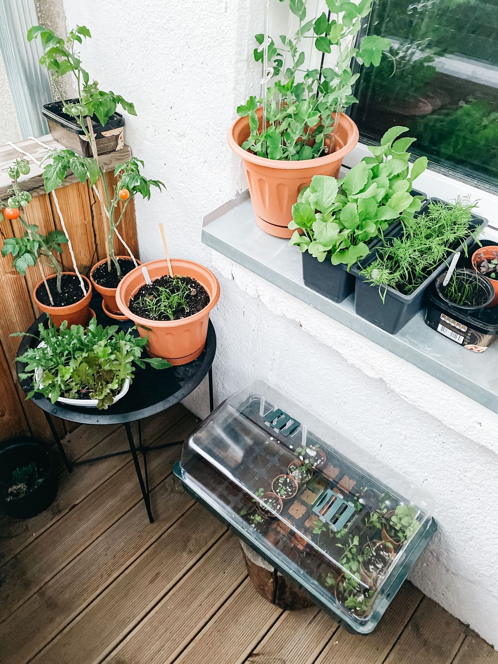 Growing Herbs on a Humid Balcony: What Thrives and What Bolts