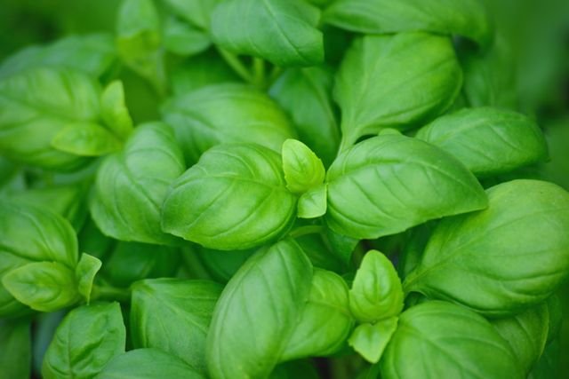 Fresh basil