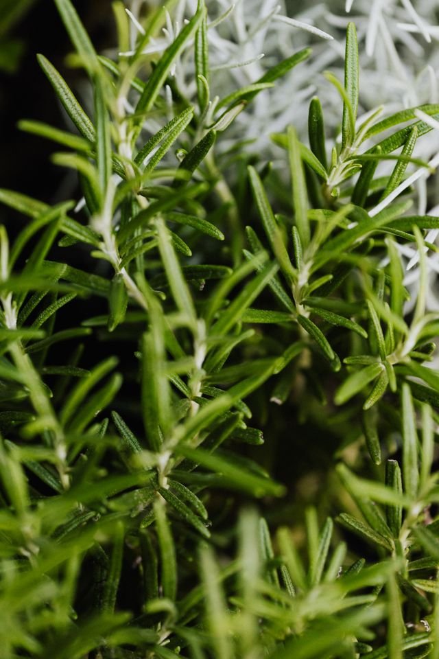 Rosemary sprigs