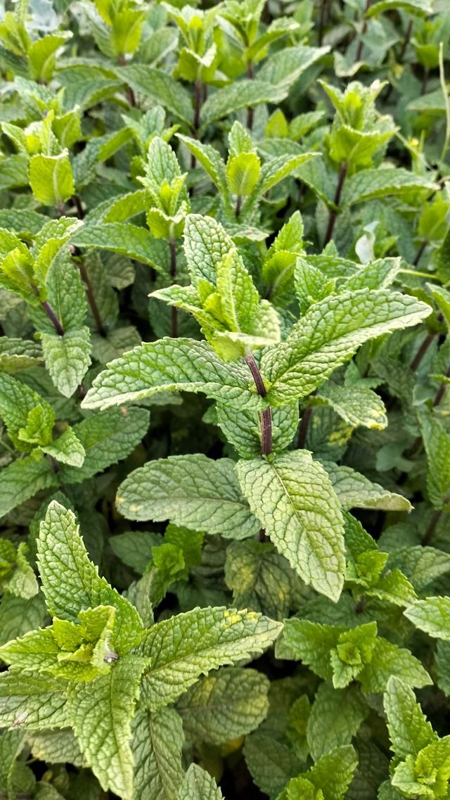 Fresh mint leaves