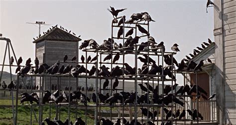 The Birds! A Hitchcockian Thriller Exploring Themes of Nature's Wrath and Social Chaos?